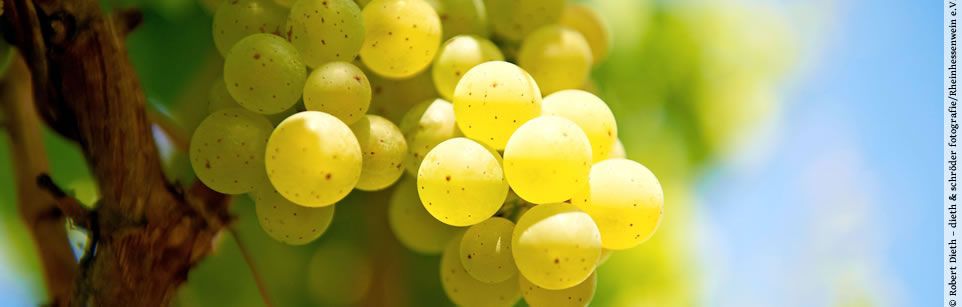 Weinrebe mit weißen Trauben